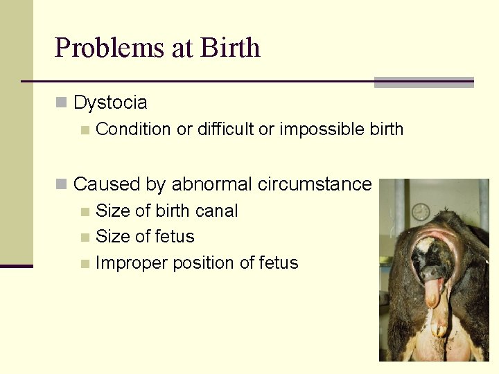 Problems at Birth n Dystocia n Condition or difficult or impossible birth n Caused