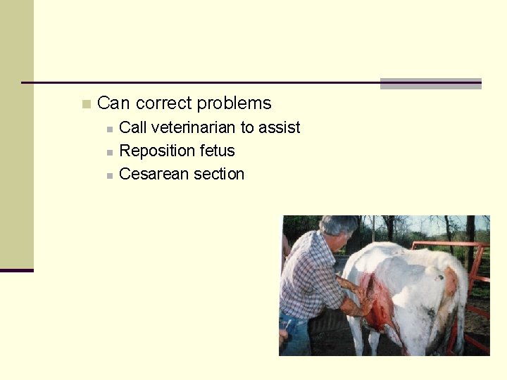 n Can correct problems n n n Call veterinarian to assist Reposition fetus Cesarean