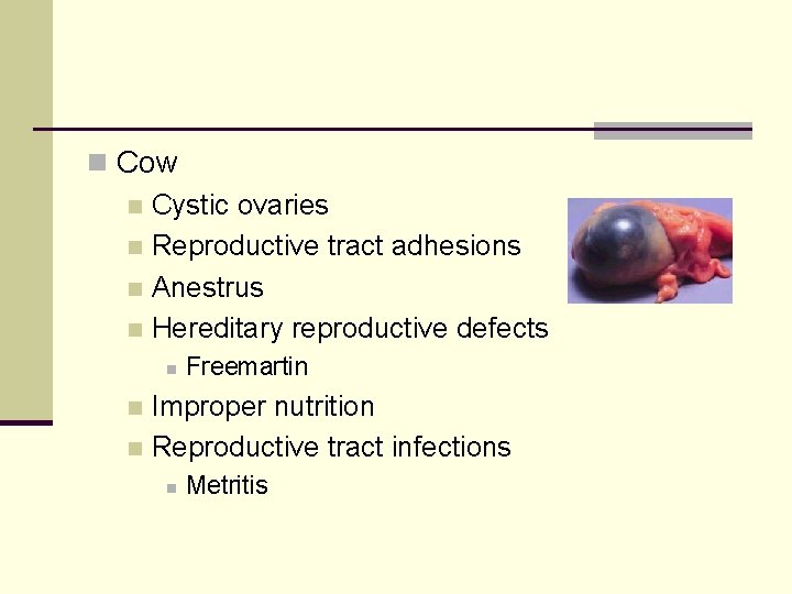 n Cow n Cystic ovaries n Reproductive tract adhesions n Anestrus n Hereditary reproductive