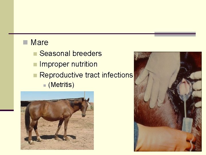 n Mare n Seasonal breeders n Improper nutrition n Reproductive tract infections n (Metritis)