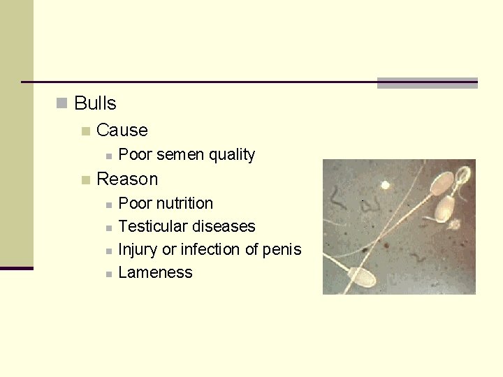 n Bulls n Cause n n Poor semen quality Reason n n Poor nutrition