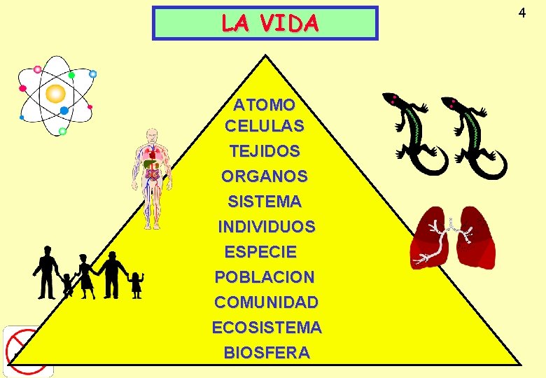 LA VIDA ATOMO CELULAS TEJIDOS ORGANOS SISTEMA INDIVIDUOS ESPECIE POBLACION COMUNIDAD ECOSISTEMA BIOSFERA 4