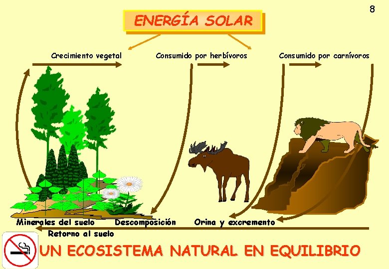 8 ENERGÍA SOLAR Crecimiento vegetal Consumido por herbívoros Minerales del suelo Descomposición Retorno al