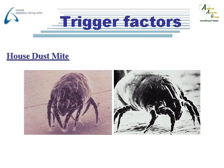 Trigger factors House Dust Mite 