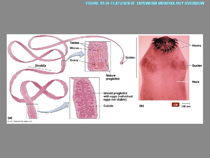 FIGURE 23. 18 FEATURES OF TAPEWORM MORPHOLOGY-OVERVIEW 