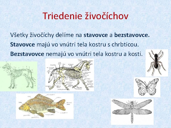 Triedenie živočíchov Všetky živočíchy delíme na stavovce a bezstavovce. Stavovce majú vo vnútri tela