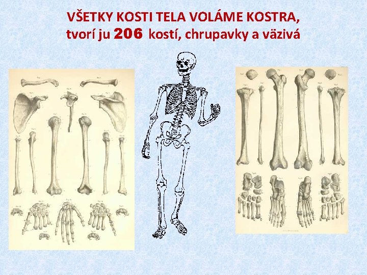 VŠETKY KOSTI TELA VOLÁME KOSTRA, tvorí ju 206 kostí, chrupavky a väzivá 