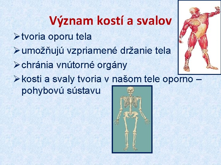 Význam kostí a svalov Ø tvoria oporu tela Ø umožňujú vzpriamené držanie tela Ø