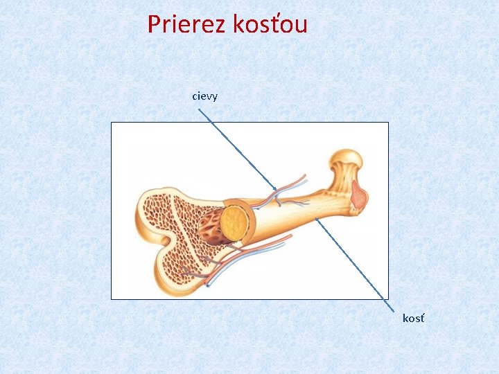 Prierez kosťou cievy kosť 