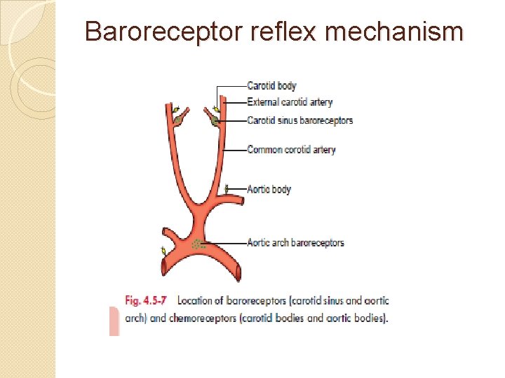 Baroreceptor reflex mechanism 