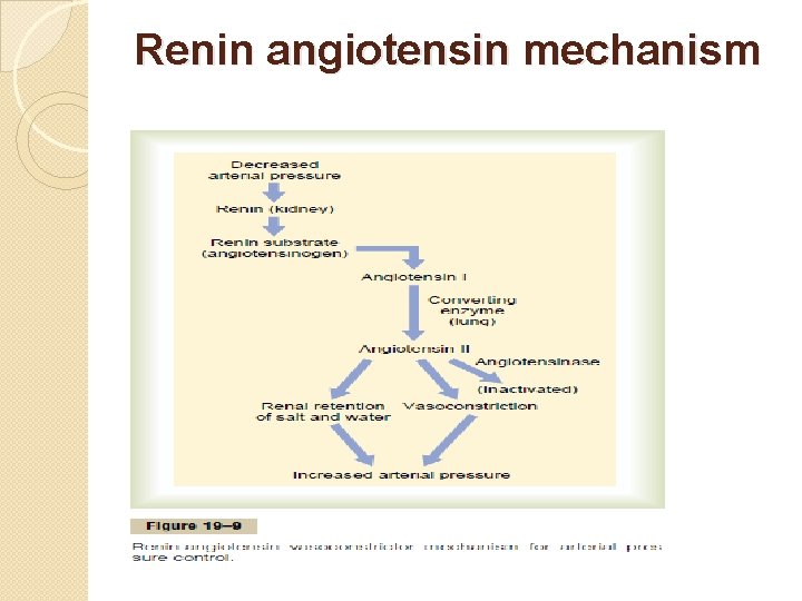 Renin angiotensin mechanism 
