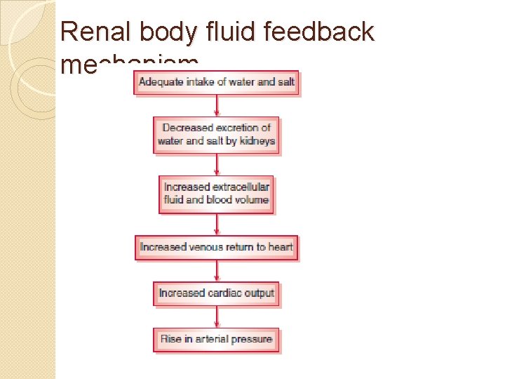Renal body fluid feedback mechanism 