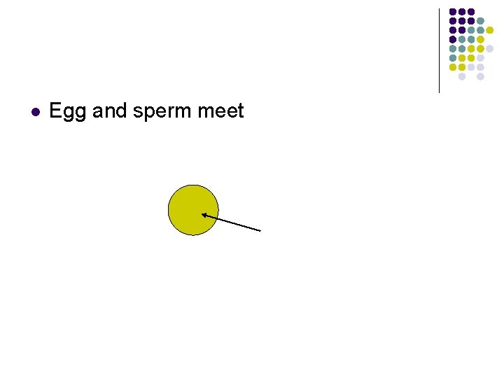 l Egg and sperm meet 