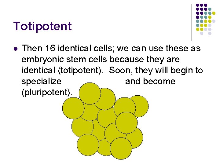Totipotent l Then 16 identical cells; we can use these as embryonic stem cells