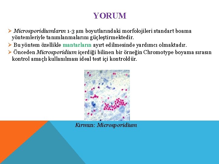 YORUM Ø Microsporidiumların 1 -3 µm boyutlarındaki morfolojileri standart boama yöntemleriyle tanımlanmalarını güçleştirmektedir. Ø