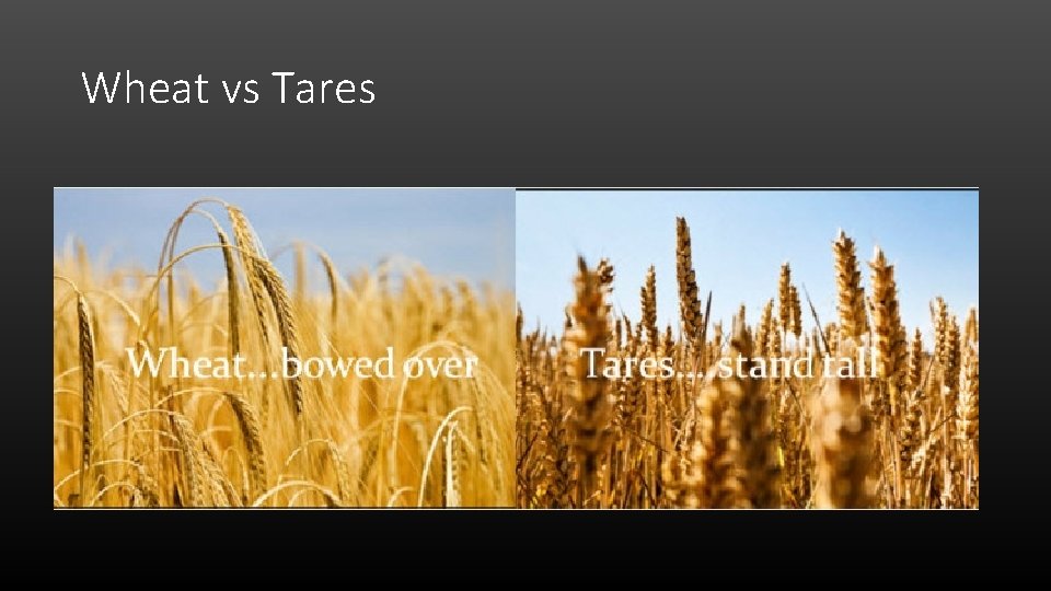Wheat vs Tares 