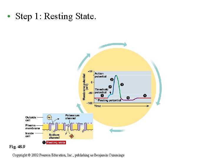 • Step 1: Resting State. Fig. 48. 9 Copyright © 2002 Pearson Education,