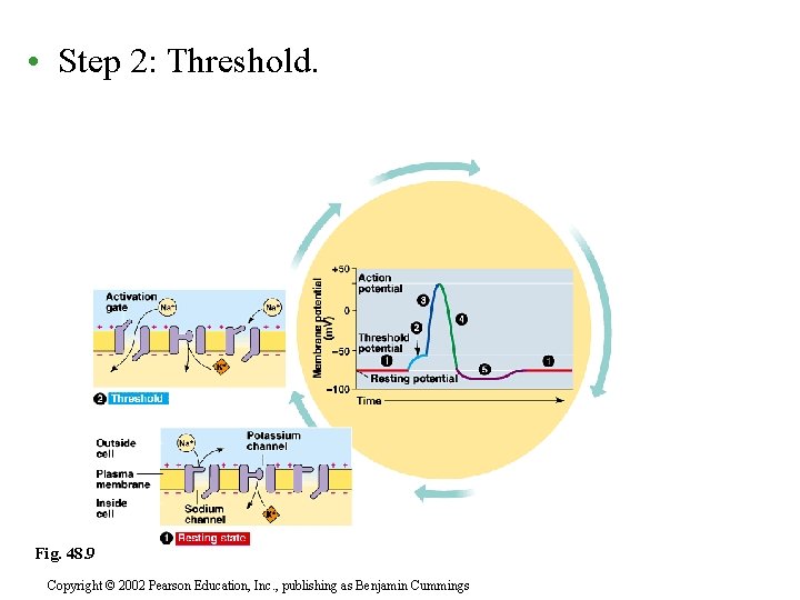  • Step 2: Threshold. Fig. 48. 9 Copyright © 2002 Pearson Education, Inc.