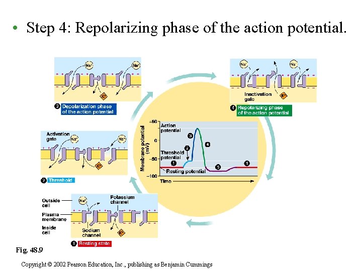  • Step 4: Repolarizing phase of the action potential. Fig. 48. 9 Copyright