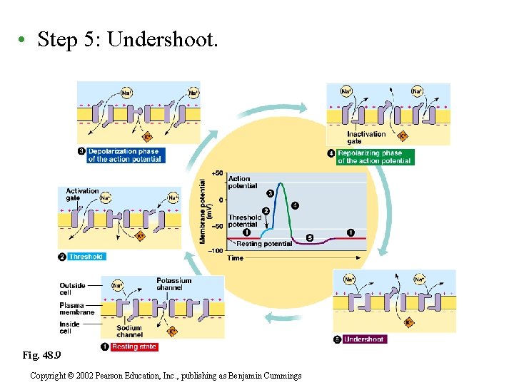  • Step 5: Undershoot. Fig. 48. 9 Copyright © 2002 Pearson Education, Inc.