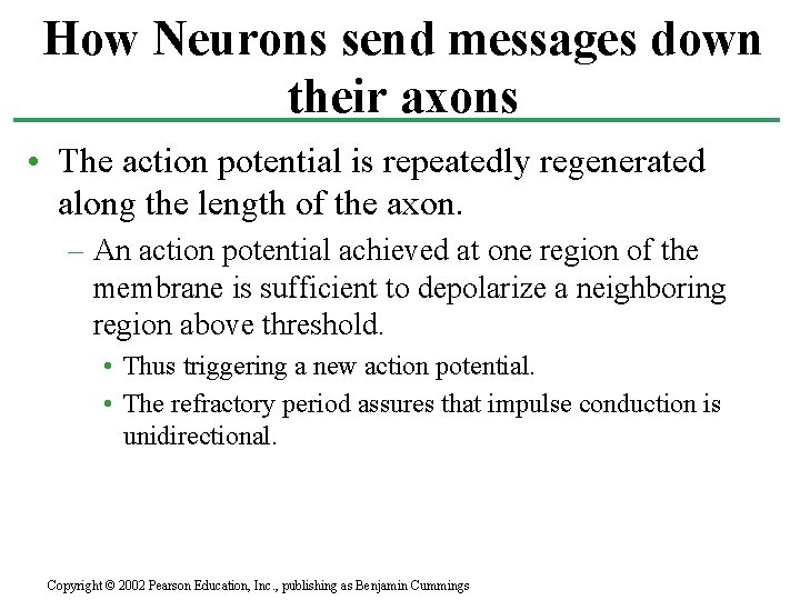 How Neurons send messages down their axons • The action potential is repeatedly regenerated