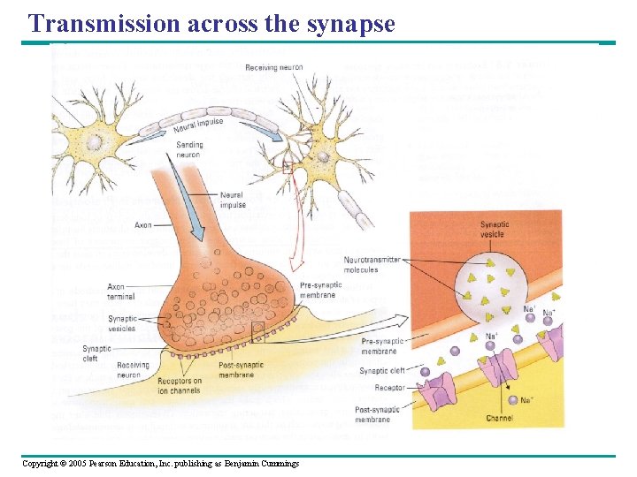 Transmission across the synapse Copyright © 2005 Pearson Education, Inc. publishing as Benjamin Cummings