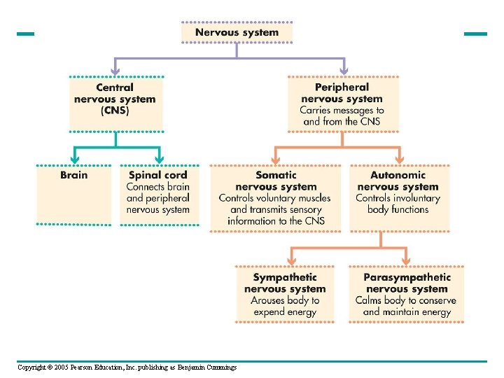 Copyright © 2005 Pearson Education, Inc. publishing as Benjamin Cummings 