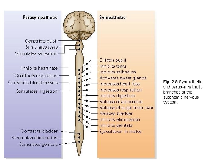 Fig. 2. 8 Sympathetic and parasympathetic branches of the autonomic nervous system. 