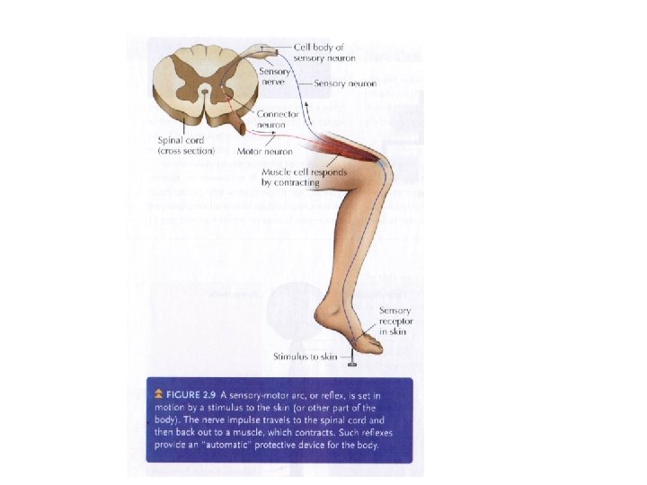 Copyright © 2010 by Worth Publishers 