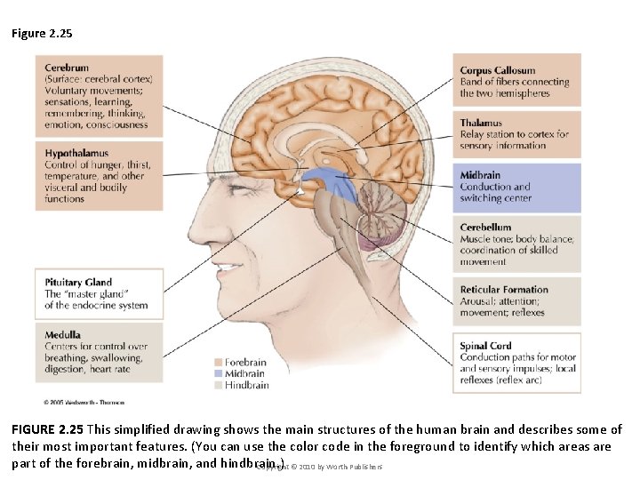 Figure 2. 25 FIGURE 2. 25 This simplified drawing shows the main structures of