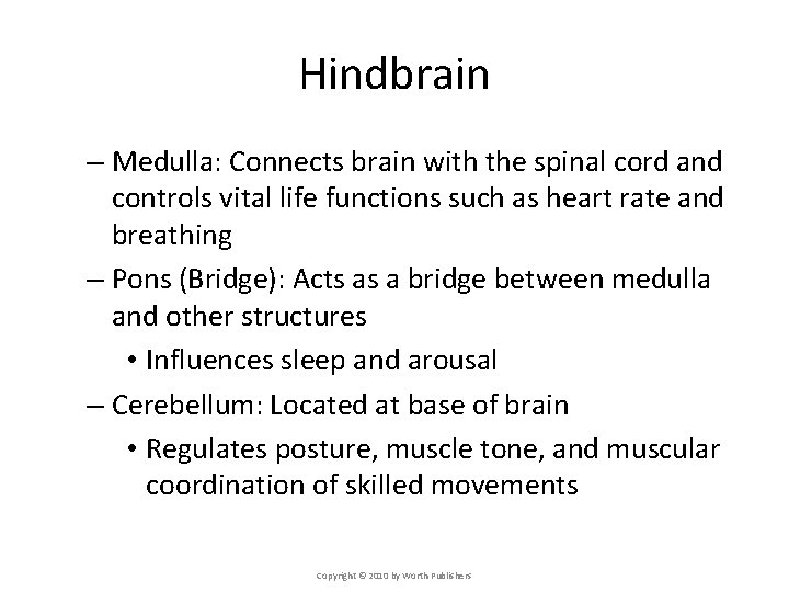 Hindbrain – Medulla: Connects brain with the spinal cord and controls vital life functions