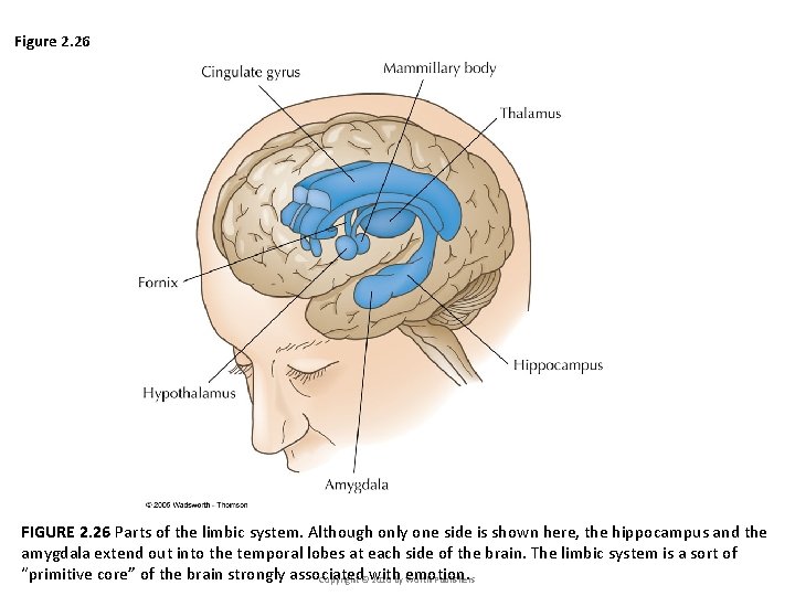 Figure 2. 26 FIGURE 2. 26 Parts of the limbic system. Although only one