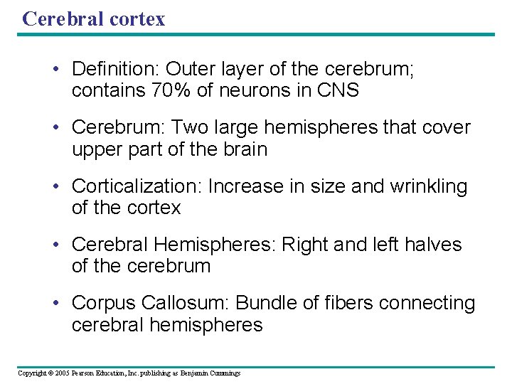 Cerebral cortex • Definition: Outer layer of the cerebrum; contains 70% of neurons in