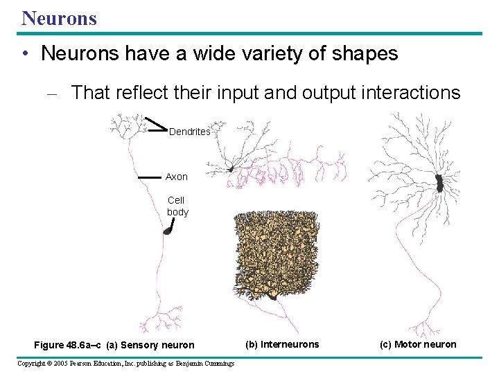 Neurons • Neurons have a wide variety of shapes – That reflect their input