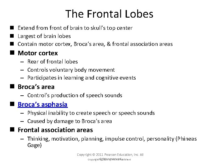 The Frontal Lobes n Extend from front of brain to skull’s top center n