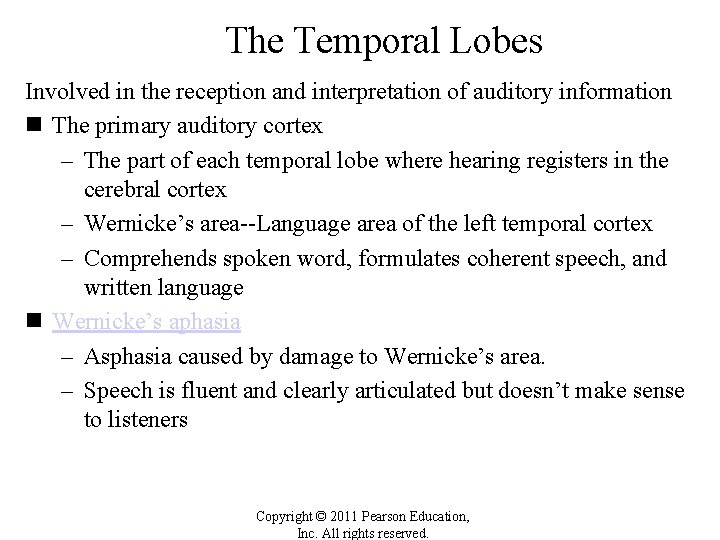 The Temporal Lobes Involved in the reception and interpretation of auditory information n The