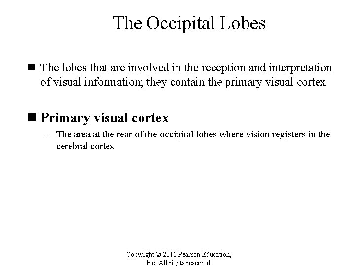 The Occipital Lobes n The lobes that are involved in the reception and interpretation