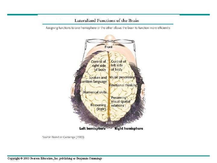 Copyright © 2005 Pearson Education, Inc. publishing as Benjamin Cummings 