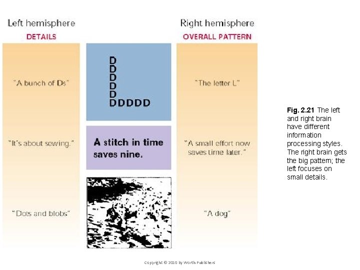 Fig. 2. 21 The left and right brain have different information processing styles. The