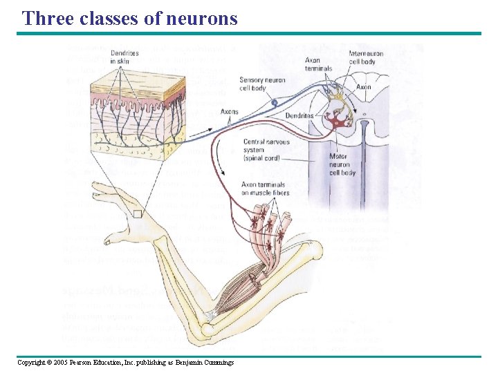 Three classes of neurons Copyright © 2005 Pearson Education, Inc. publishing as Benjamin Cummings