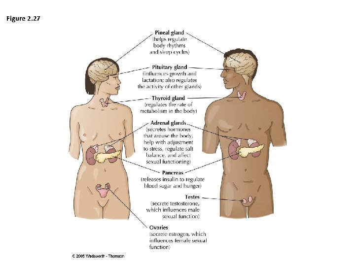 Figure 2. 27 Copyright © 2010 by Worth Publishers 