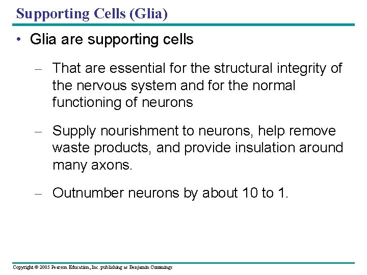 Supporting Cells (Glia) • Glia are supporting cells – That are essential for the