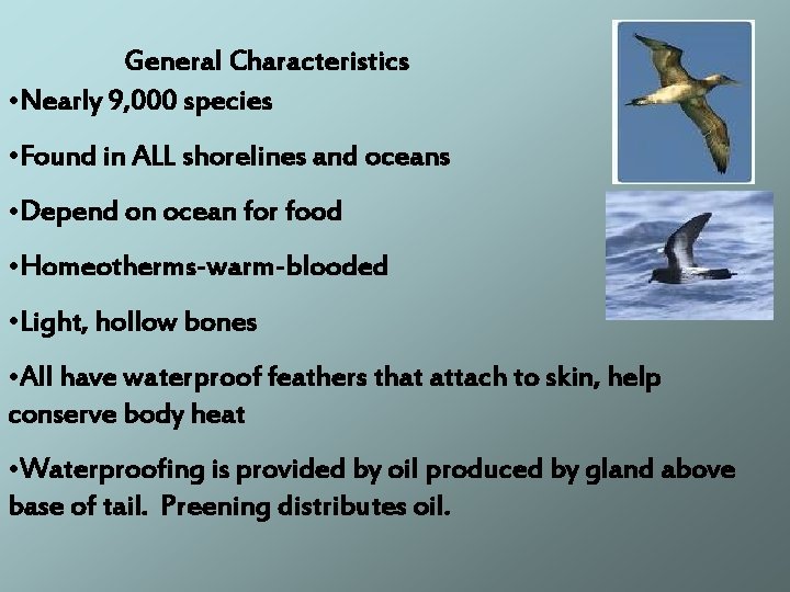 General Characteristics • Nearly 9, 000 species • Found in ALL shorelines and oceans