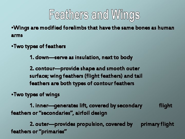  • Wings are modified forelimbs that have the same bones as human arms