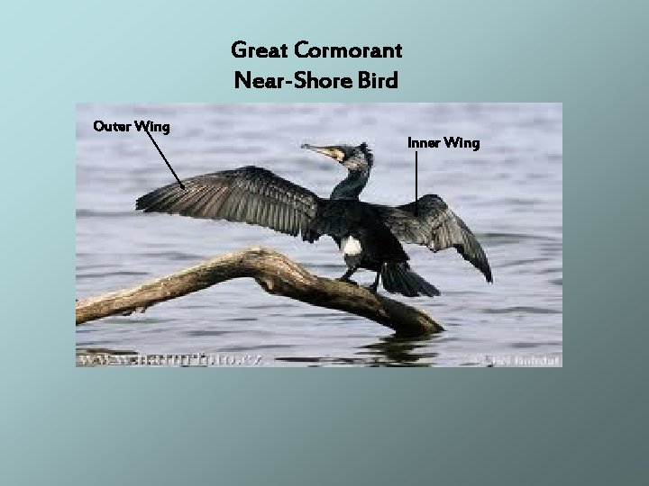 Great Cormorant Near-Shore Bird Outer Wing Inner Wing 