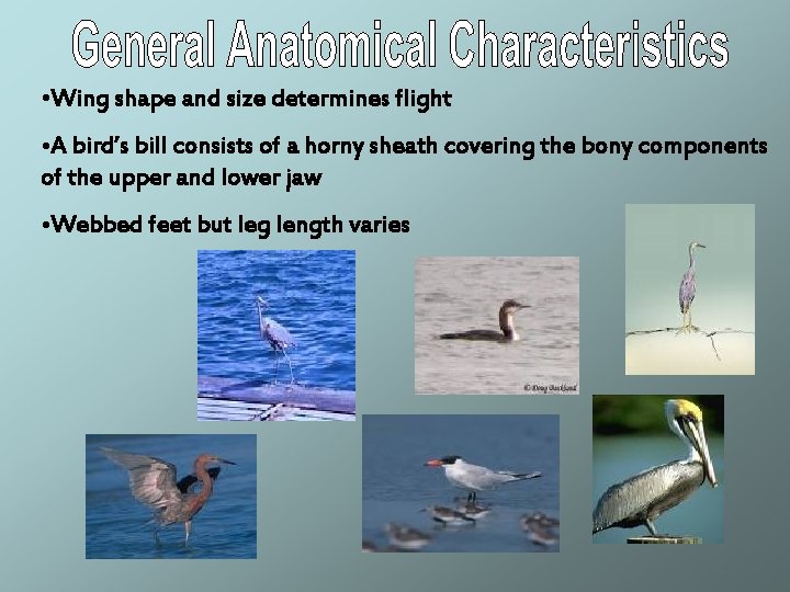  • Wing shape and size determines flight • A bird’s bill consists of