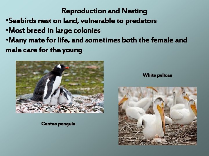 Reproduction and Nesting • Seabirds nest on land, vulnerable to predators • Most breed