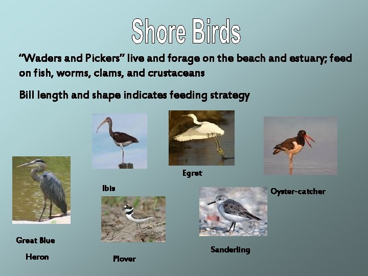 “Waders and Pickers” live and forage on the beach and estuary; feed on fish,