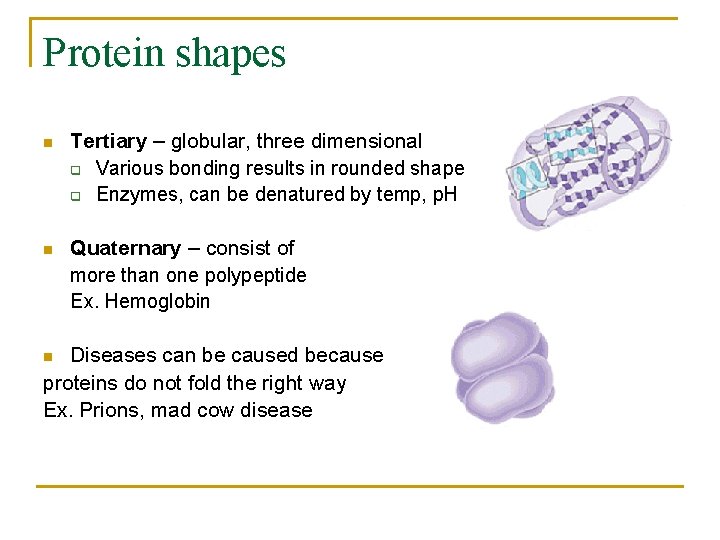 Protein shapes n Tertiary – globular, three dimensional q Various bonding results in rounded