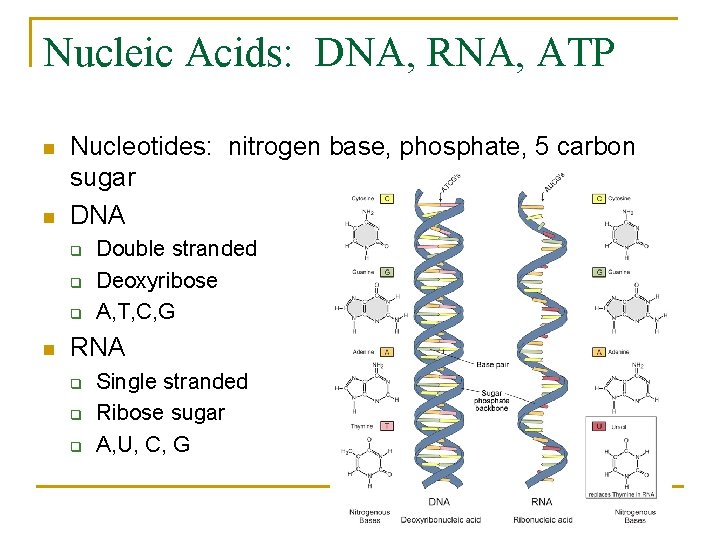 Nucleic Acids: DNA, RNA, ATP n n Nucleotides: nitrogen base, phosphate, 5 carbon sugar Nucleic Acids: DNA, RNA, ATP n n Nucleotides: nitrogen base, phosphate, 5 carbon sugar